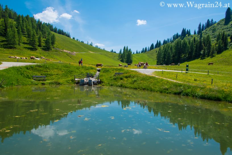 Wagrainis Grafenberg - Teich beim Schaukelwald