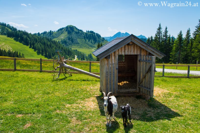 Wagrainis Grafenberg - Ziegengehege bei der Bergstation