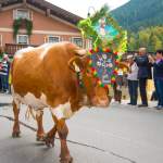 Kuh mit Schmuckspiegel - Almabtrieb in Wagrain