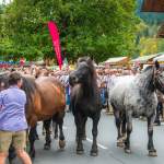 Pferde am Marktplatz - Almabtrieb in Wagrain