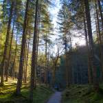 Wanderweg durch den Wald am Jägersee in Kleinarl