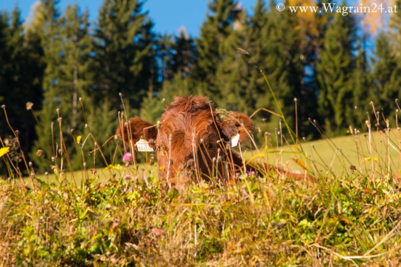 Kuh auf Weide am Öbristköpfl - Wagrain