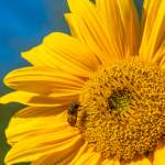 Sonnenblume mit Bienen - Garten im Unterwimmhof