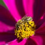 Biene in Blüte - Garten beim Unterwimmhof