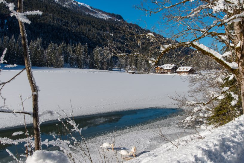 Jägersee im Winter - Gasthof und Schwäne