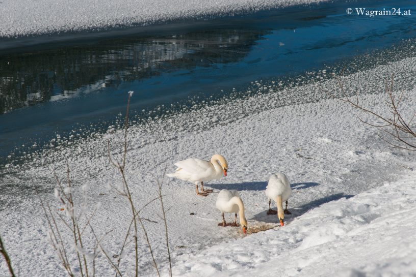 Schwäne im Winter am Jägersee