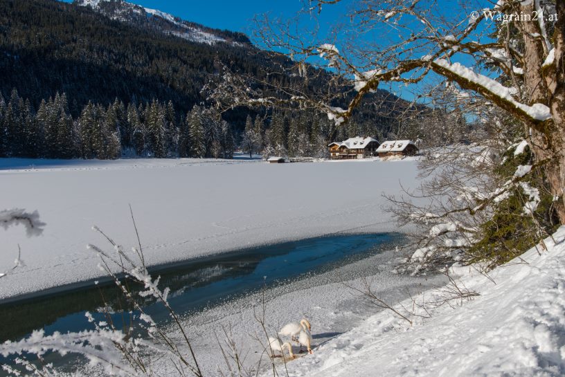 Blick zum Gasthof Jägersee - Schwäne im Winter