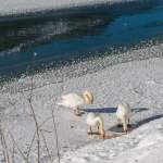 Schwäne im Winter am Jägersee