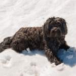 Hund im Schnee am Grießenkar Wagrain