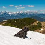 Panoramablick mit Schneefeld und Hund am Grießenkar Wagrain