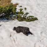 Hund bei Rast im Schnee - Grießenkar Wagrain
