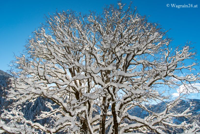 Schneebehangener Baum beim Wolfensberg Wagrain
