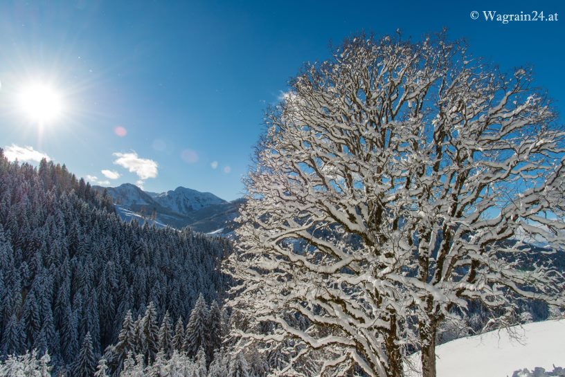 Verschneiter Baum im Gegenlicht - Winterimpression