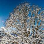 Baum mit Schneebehang im Gegenlicht