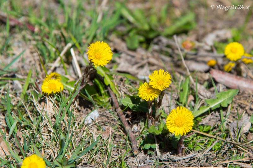 Frühlingsboten - Blumen in Wagrain - Huflattiche