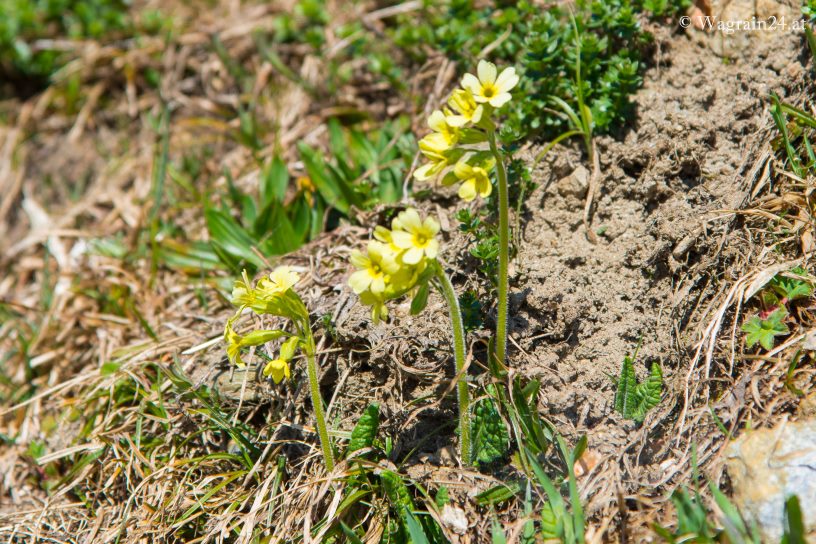 Schlüsselblumen Frühlingsboten - Blumen in Wagrain