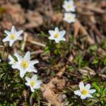 Buschwindröschen Frühlingsboten - Blumen in Wagrain