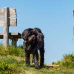 Hund beim Wandern am Grießenkar Wagrain