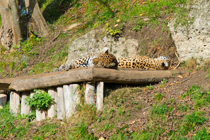 Jaguar - Zoo Salzburg