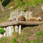 Jaguar - Zoo Salzburg