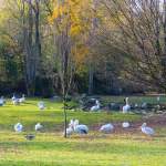 Pelikane im Tiergarten Hellbrunn - Zoo Salzburg