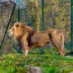 Der Löwe im Zoo Salzburg